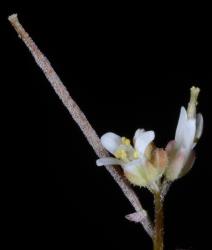 Cardamine forsteri. Flower and silique. Note silique with hairs.
 Image: P.B. Heenan © Landcare Research 2019 CC BY 3.0 NZ